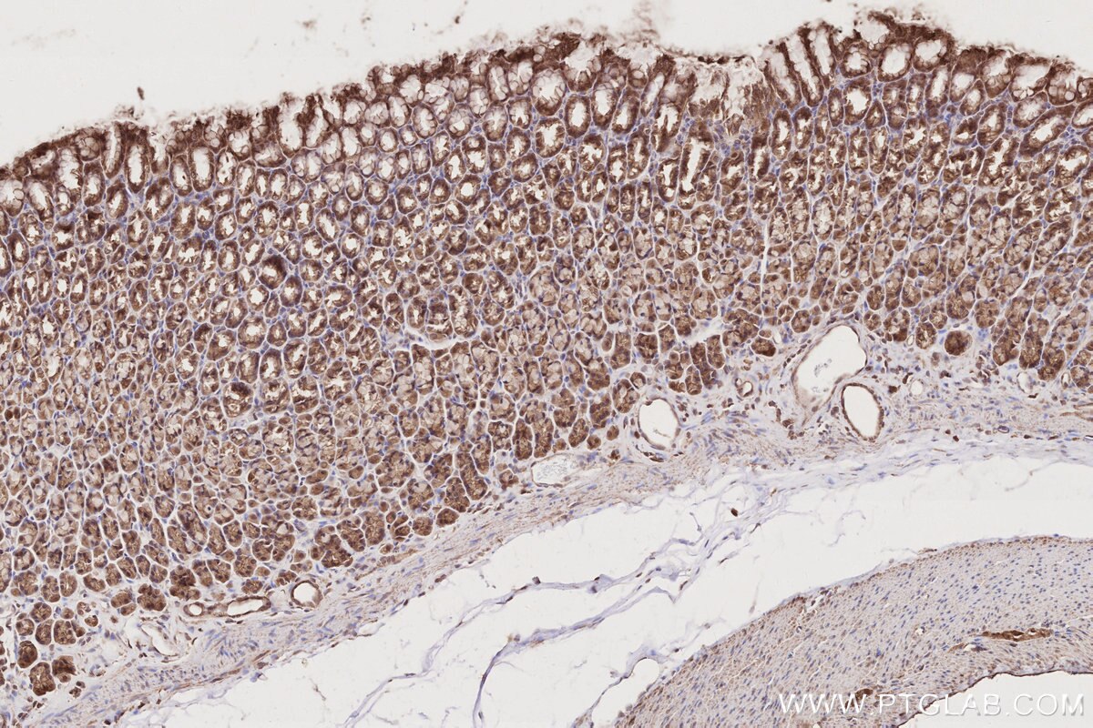 Immunohistochemistry (IHC) staining of rat stomach tissue using MITD1 Polyclonal antibody (17264-1-AP)