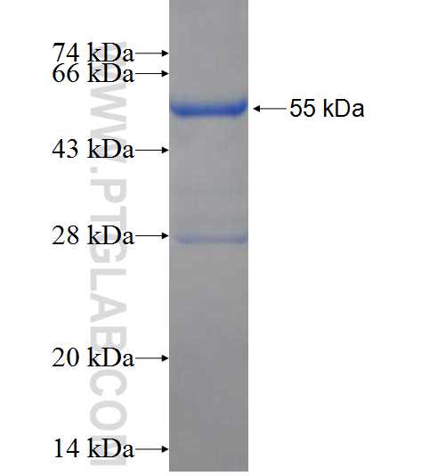 MITD1 fusion protein Ag10998 SDS-PAGE