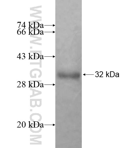 MITD1 fusion protein Ag11237 SDS-PAGE