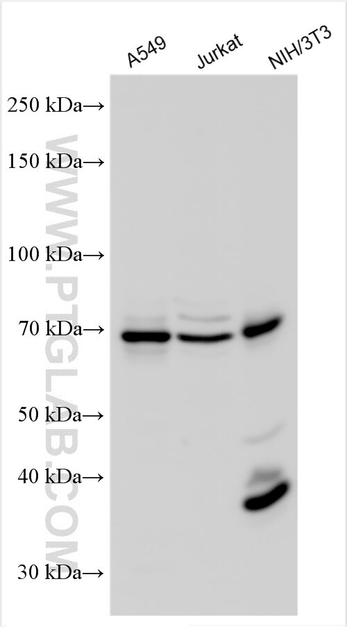 Western Blot (WB) analysis of various lysates using MITF Polyclonal antibody (13092-1-AP)