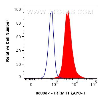 Flow cytometry (FC) experiment of SW480 cells using MITF Recombinant monoclonal antibody (83803-1-RR)