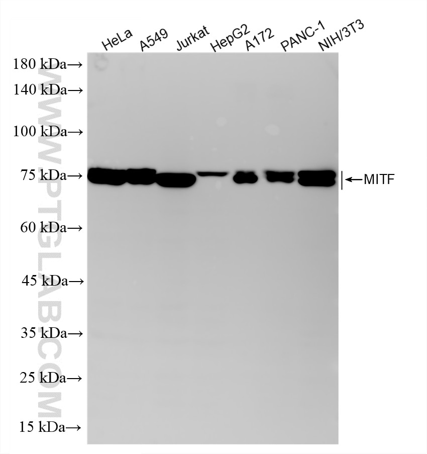 WB analysis using 83803-1-RR Western Blot (WB) analysis of various lysates using MITF Recombinant monoclonal antibody (83803-1-RR)