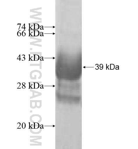 MITF fusion protein Ag10600 SDS-PAGE
