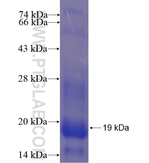 MITF fusion protein Ag10723 SDS-PAGE