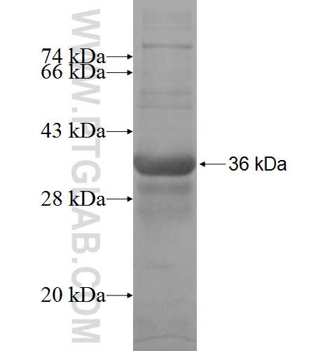MITF fusion protein Ag3679 SDS-PAGE