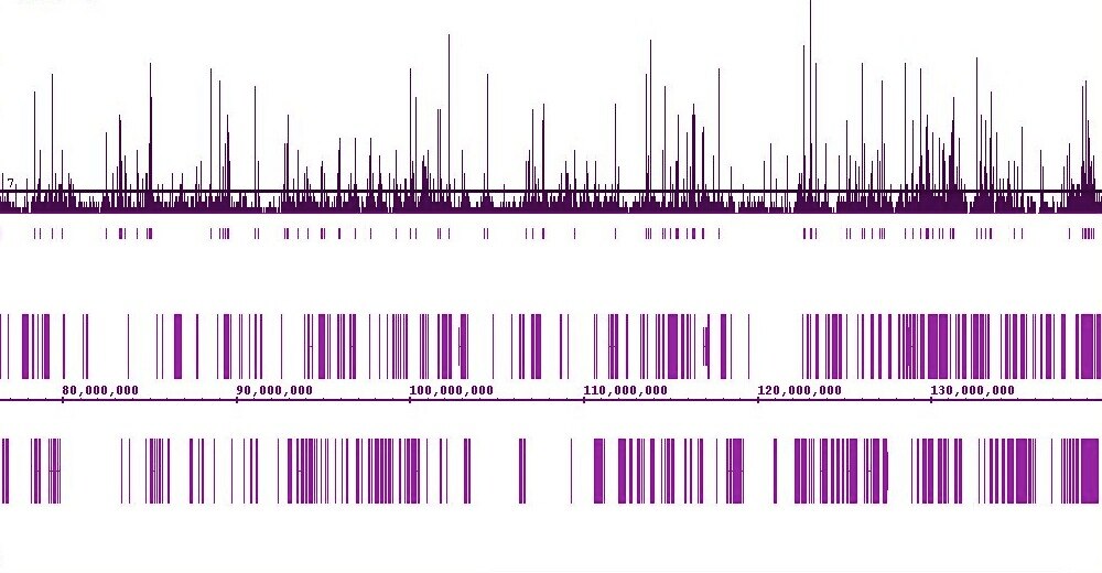 MITF antibody (mAb) tested by ChIP-Seq. (ChIP) was performed using the ChIP-IT High Sensitivity Kit (Cat. No. 53040) and chromatin from a human melanoma cell line (2.5 million cells). ChIP DNA was sequenced on the Illumina GA II and 19 million sequence tags were mapped to identify MITF binding sites across the genome. The image shows hundreds of MITF binding sites across a 60 million bp region on chromosome 9.