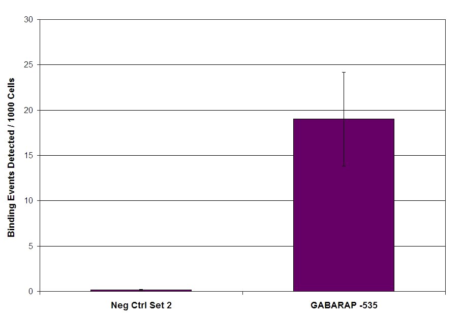 MITF antibody (mAb) tested by ChIP. Chromatin immunoprecipitation (ChIP) was performed using the ChIP-IT High Sensitivity Kit (Cat. No. 53040) with 30 ug of chromatin from human lung melanoma cell line MALME-3M and 4 ug of MITF antibody. ChIP DNA was used in qPCR with the control primer pairs or gene-specific primer pairs as indicated. Data are presented as Binding Events Detected per 1000 Cells using Active Motif's Epigenetic Services normalization scheme which accounts for primer efficiency and the amount of chromatin used in the ChIP reaction.