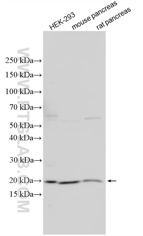 Western Blot (WB) analysis of various lysates using MIXL1 Polyclonal antibody (22772-1-AP)