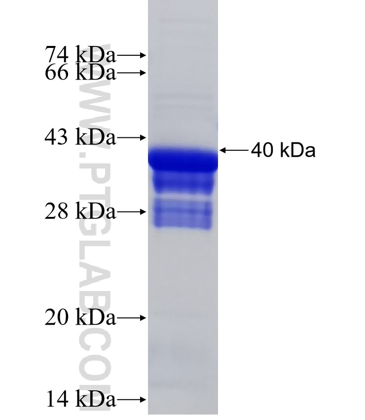 MIXL1 fusion protein Ag18732 SDS-PAGE