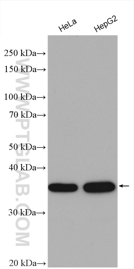 Western Blot (WB) analysis of various lysates using NIFK Polyclonal antibody (12615-1-AP)