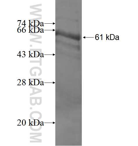 MKI67IP fusion protein Ag3284 SDS-PAGE