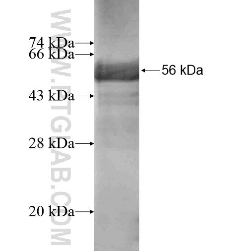 MKL1 fusion protein Ag15308 SDS-PAGE