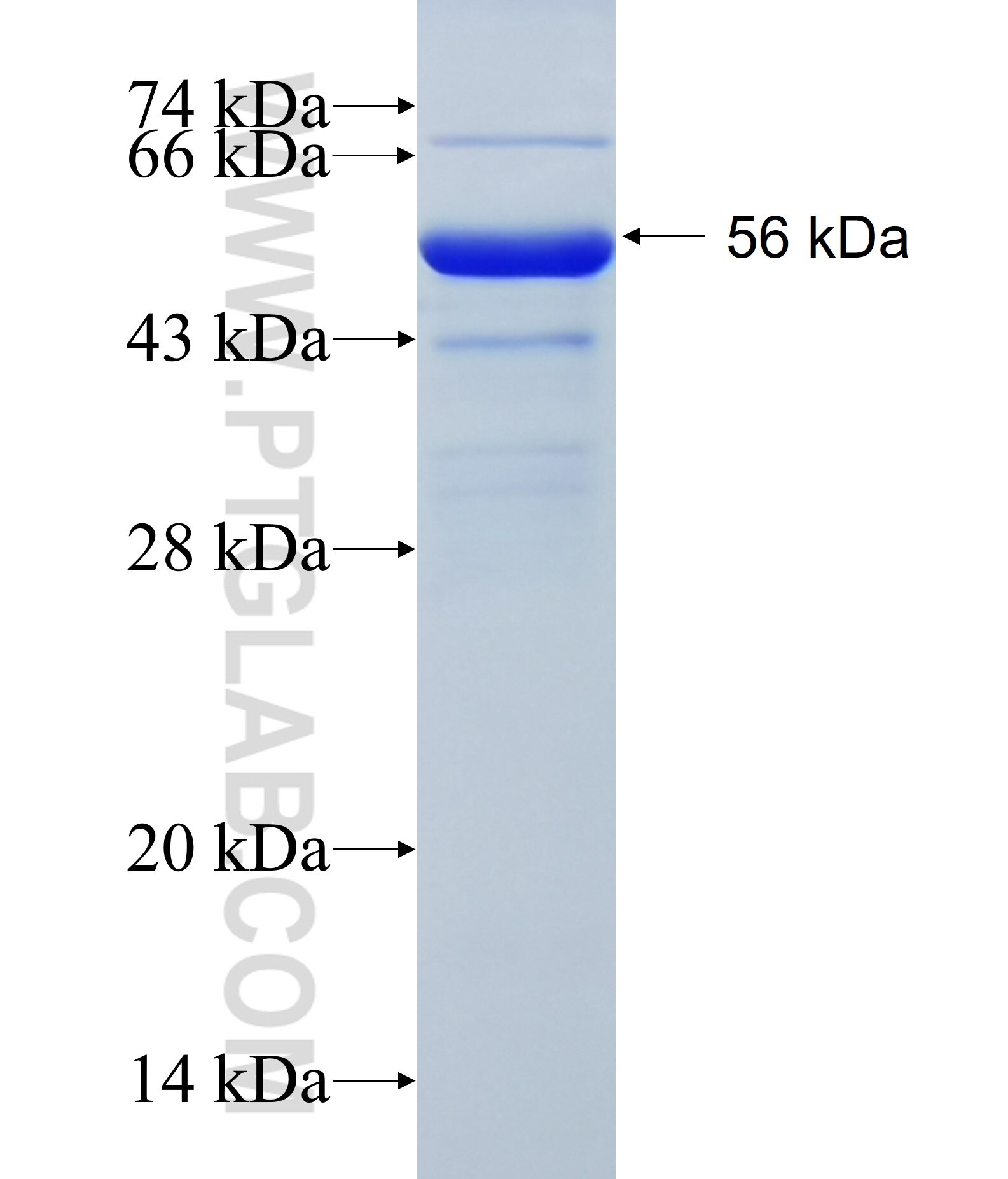 MKL1 fusion protein Ag15308 SDS-PAGE