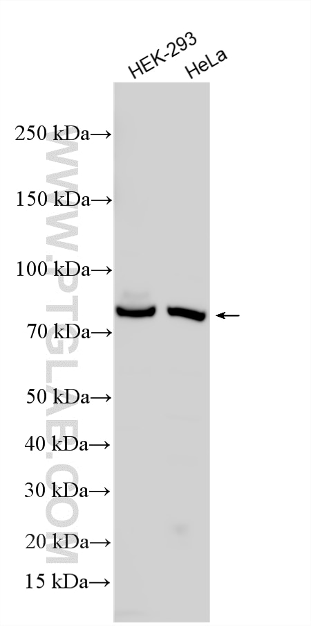 WB analysis using 14735-1-AP (same clone as 14735-1-PBS) Western Blot (WB) analysis of various lysates using Muskelin Polyclonal antibody (14735-1-AP)