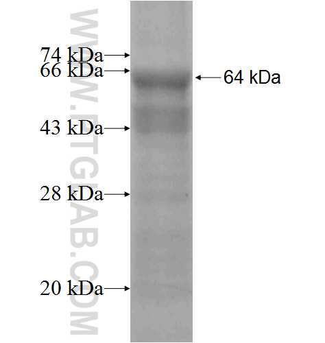MKLN1 fusion protein Ag6147 SDS-PAGE