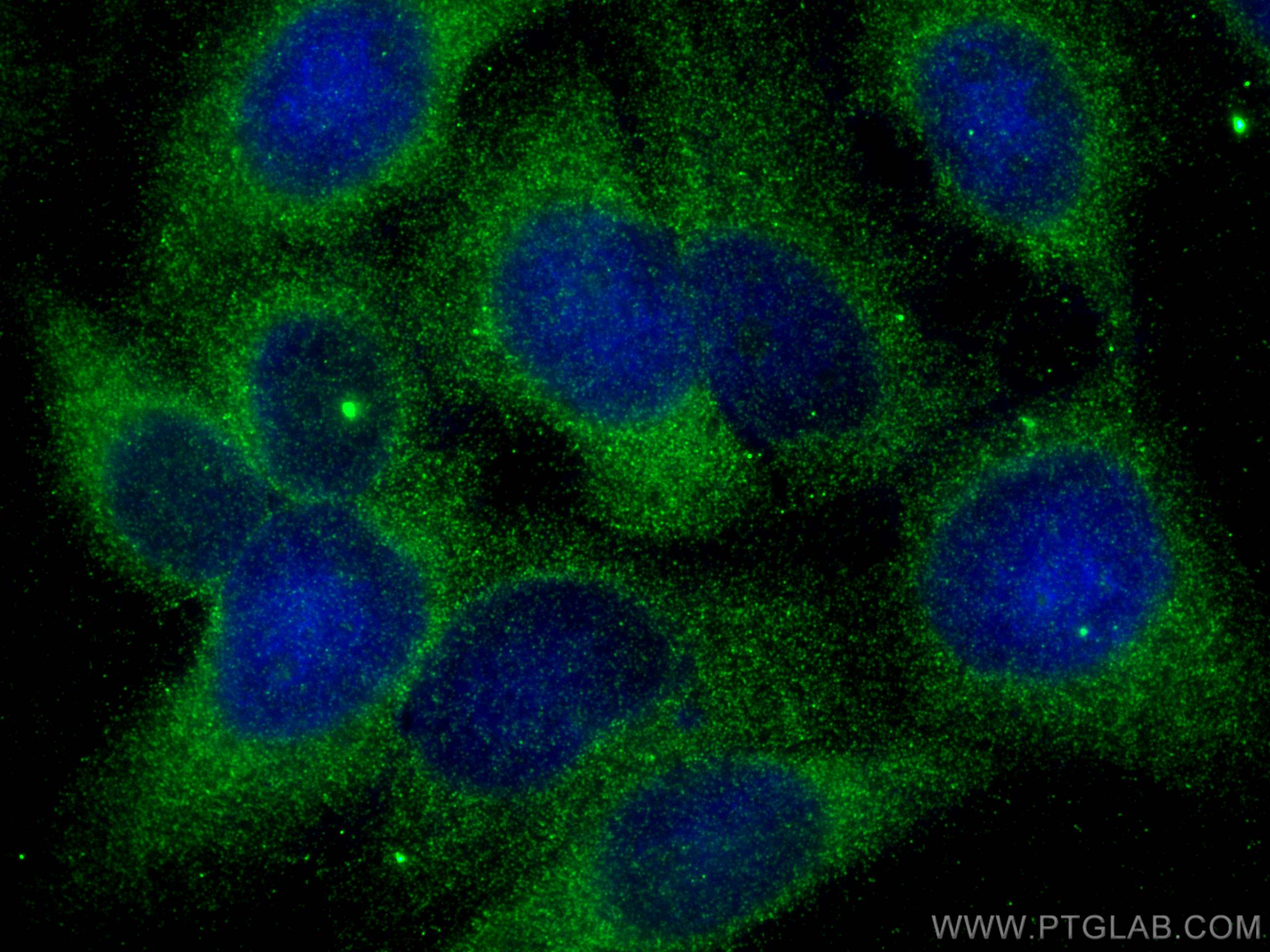 Immunofluorescence (IF) / fluorescent staining of HepG2 cells using MNK1 Polyclonal antibody (10136-1-AP)