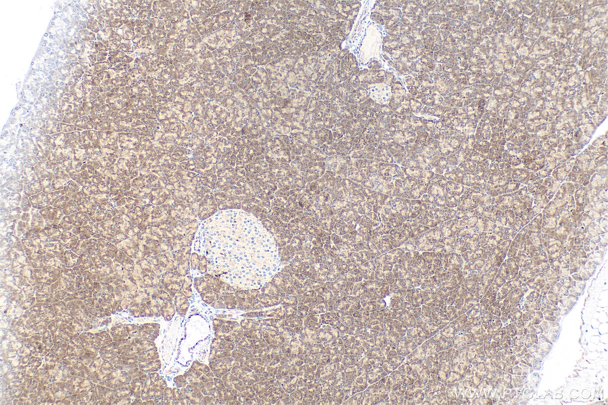Immunohistochemistry (IHC) staining of mouse pancreas tissue using MNK1 Polyclonal antibody (10136-1-AP)