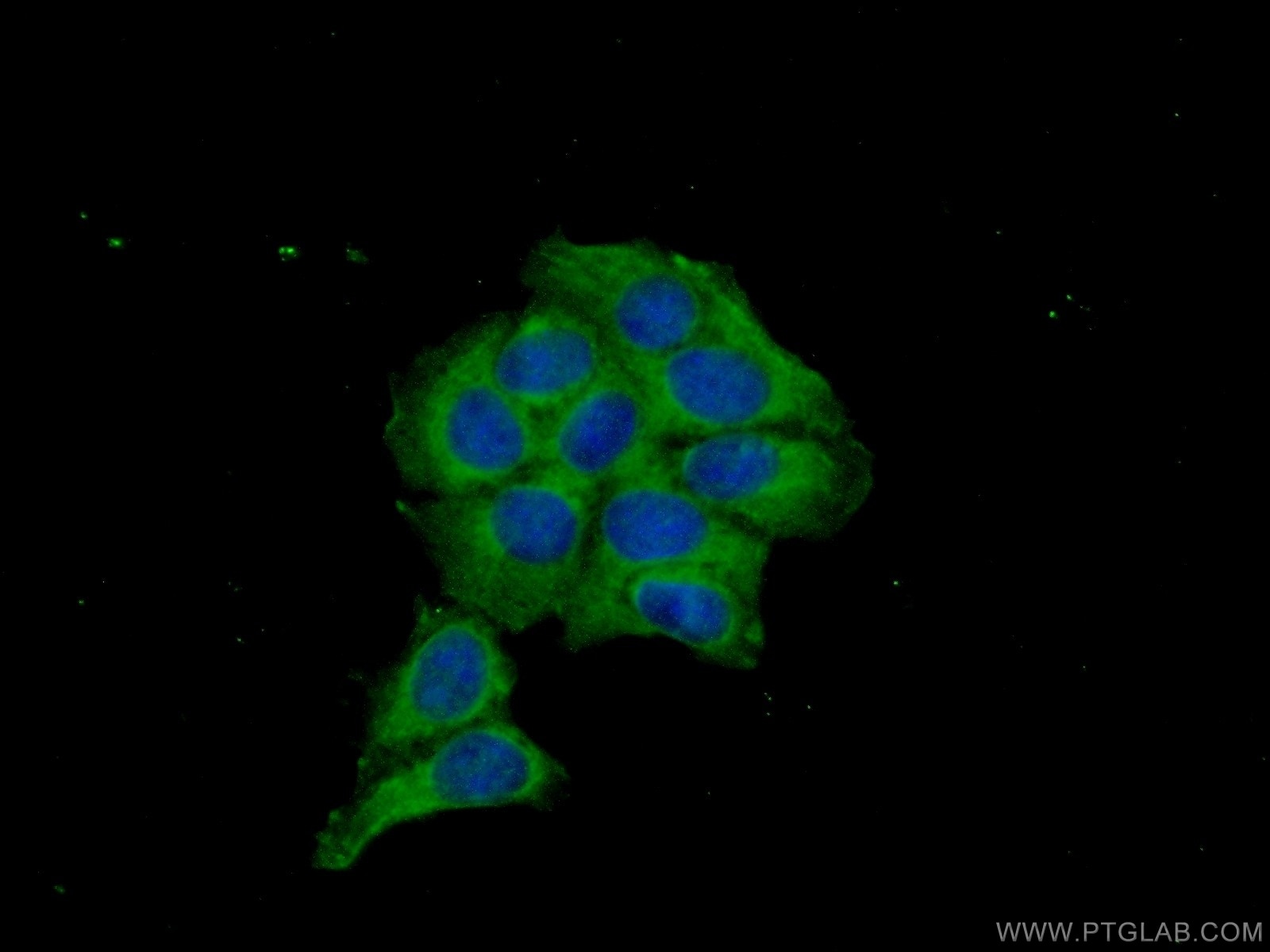 Immunofluorescence (IF) / fluorescent staining of MCF-7 cells using MKNK2 Polyclonal antibody (17354-1-AP)