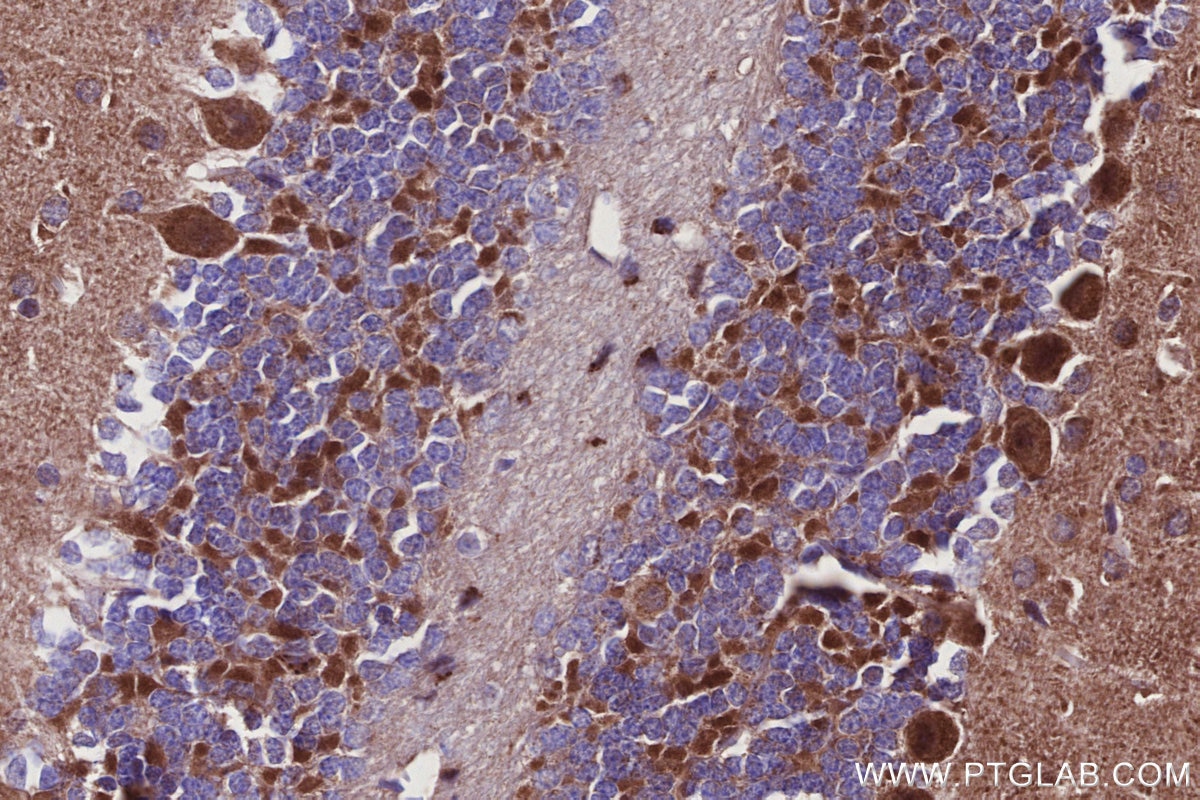 Immunohistochemistry (IHC) staining of mouse cerebellum tissue using MKNK2 Recombinant monoclonal antibody (83235-1-RR)