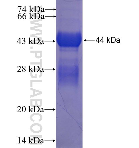 MKNK2 fusion protein Ag10546 SDS-PAGE