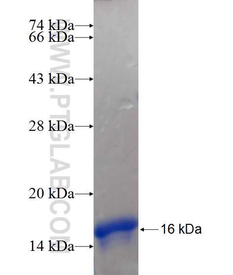 MKNK2 fusion protein Ag10660 SDS-PAGE