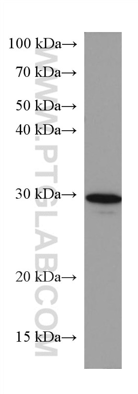 WB analysis of HepG2 using 66349-1-Ig