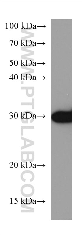 Western Blot (WB) analysis of PC-12 cells using MKP-2 Monoclonal antibody (66349-1-Ig)