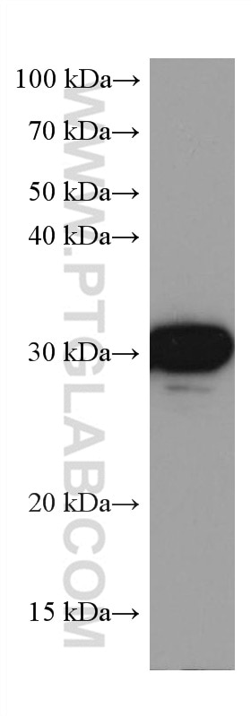 Western Blot (WB) analysis of NIH/3T3 cells using MKP-2 Monoclonal antibody (66349-1-Ig)