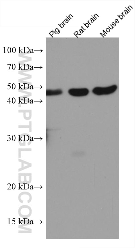 Western Blot (WB) analysis of various lysates using MKP-2 Monoclonal antibody (66349-1-Ig)
