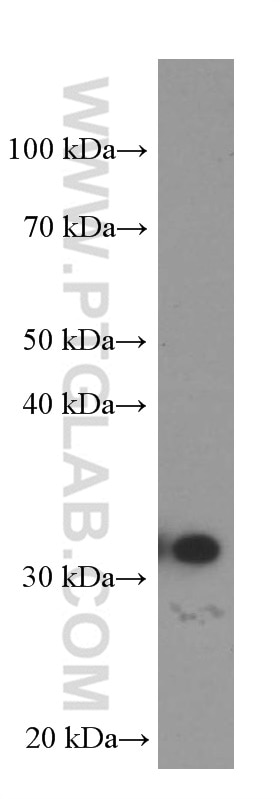Western Blot (WB) analysis of HepG2 cells using MKP-2 Monoclonal antibody (66349-1-Ig)