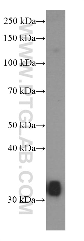 Western Blot (WB) analysis of RAW 264.7 cells using MKP-2 Monoclonal antibody (66349-1-Ig)