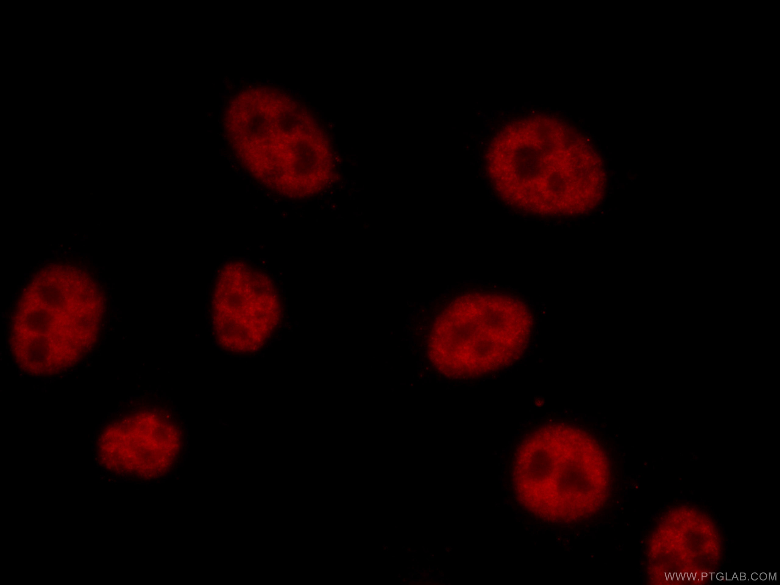 Immunofluorescence (IF) / fluorescent staining of HepG2 cells using CoraLite®594-conjugated MKP-2 Monoclonal antibody (CL594-66349)