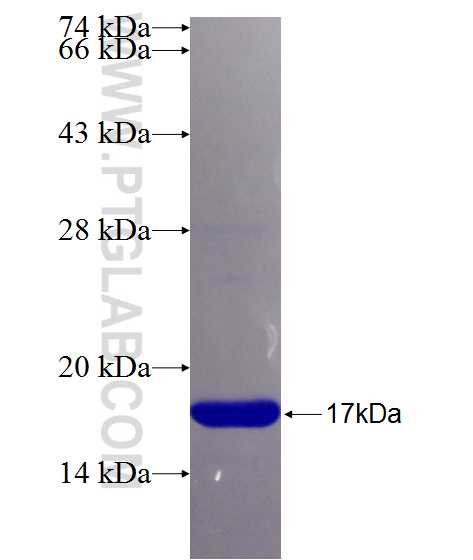 MKP-2 fusion protein Ag26453 SDS-PAGE