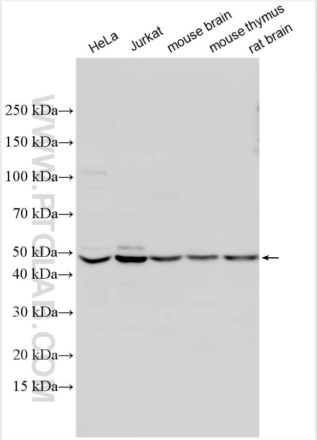 Western Blot (WB) analysis of various lysates using MKRN1 Polyclonal antibody (12773-1-AP)