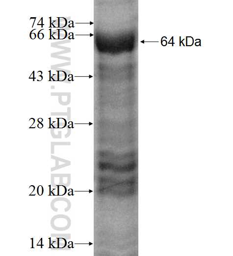 MKRN1 fusion protein Ag3465 SDS-PAGE