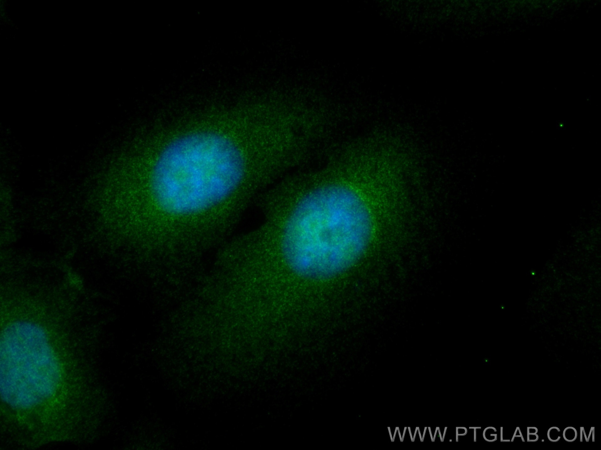Immunofluorescence (IF) / fluorescent staining of U2OS cells using MKRN2 Polyclonal antibody (12238-1-AP)