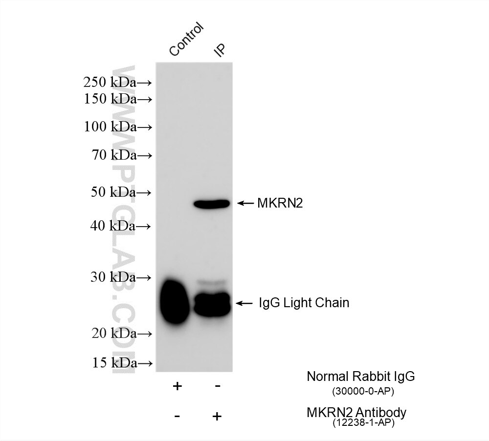 Immunoprecipitation (IP) experiment of HeLa cells using MKRN2 Polyclonal antibody (12238-1-AP)