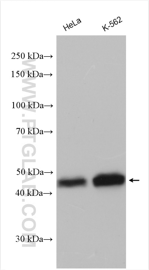 Western Blot (WB) analysis of various lysates using MKRN2 Polyclonal antibody (12238-1-AP)