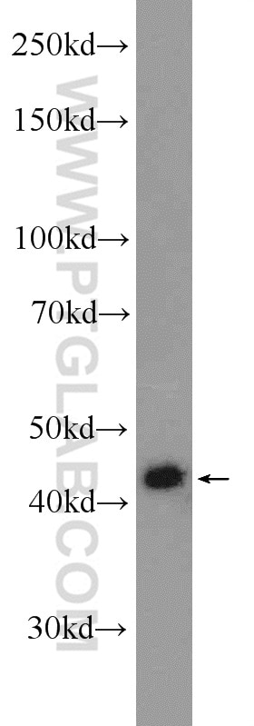 Western Blot (WB) analysis of K-562 cells using MKRN2 Polyclonal antibody (12238-1-AP)