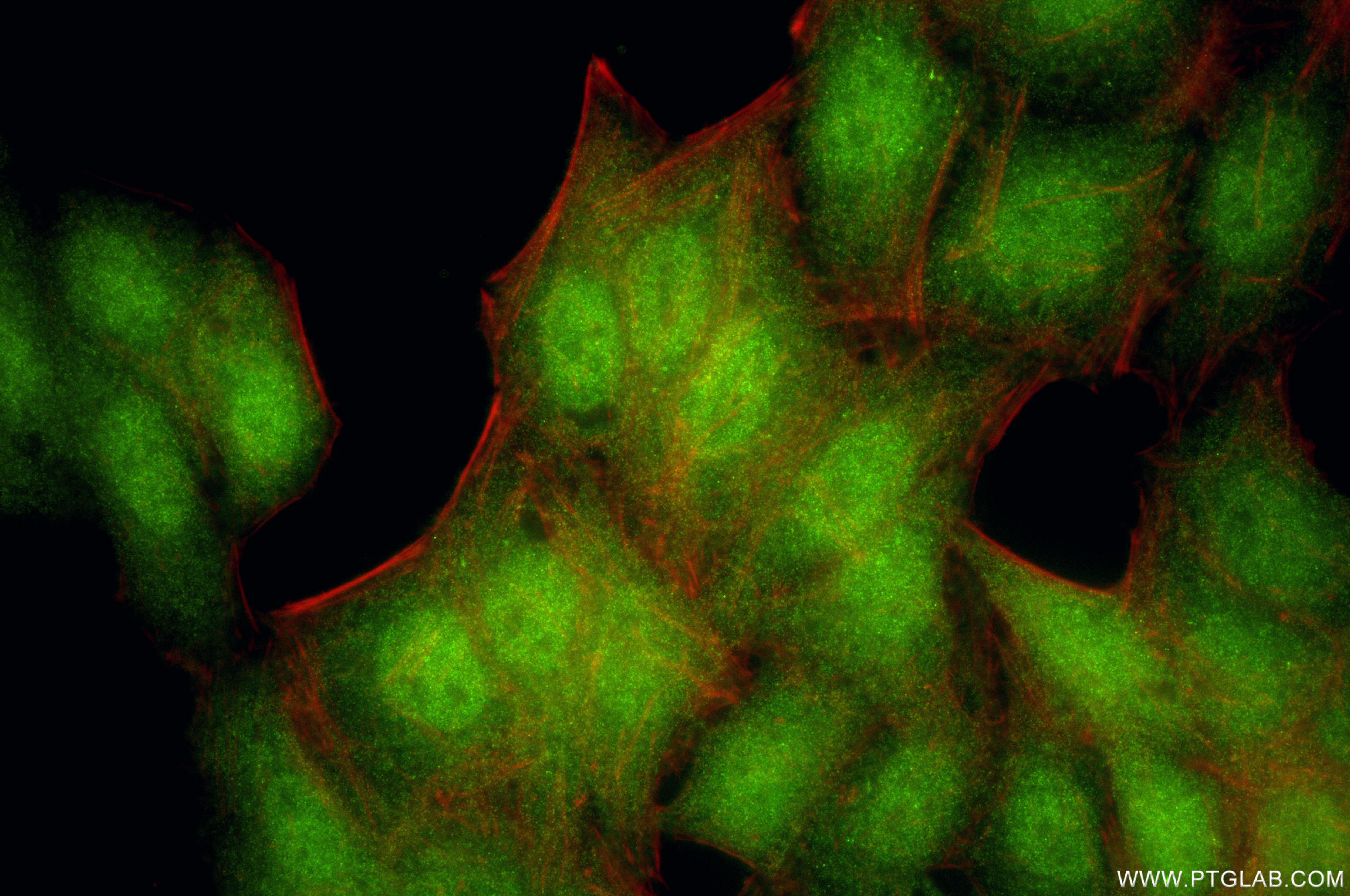 Immunofluorescence (IF) / fluorescent staining of HepG2 cells using MKRN2 Recombinant monoclonal antibody (87026-1-RR)