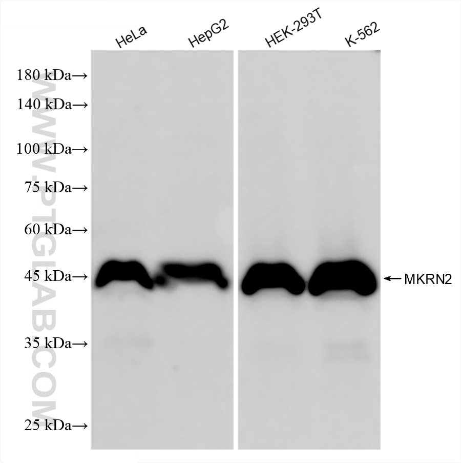 Western Blot (WB) analysis of various lysates using MKRN2 Recombinant monoclonal antibody (87026-1-RR)