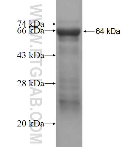 MKRN2 fusion protein Ag2881 SDS-PAGE