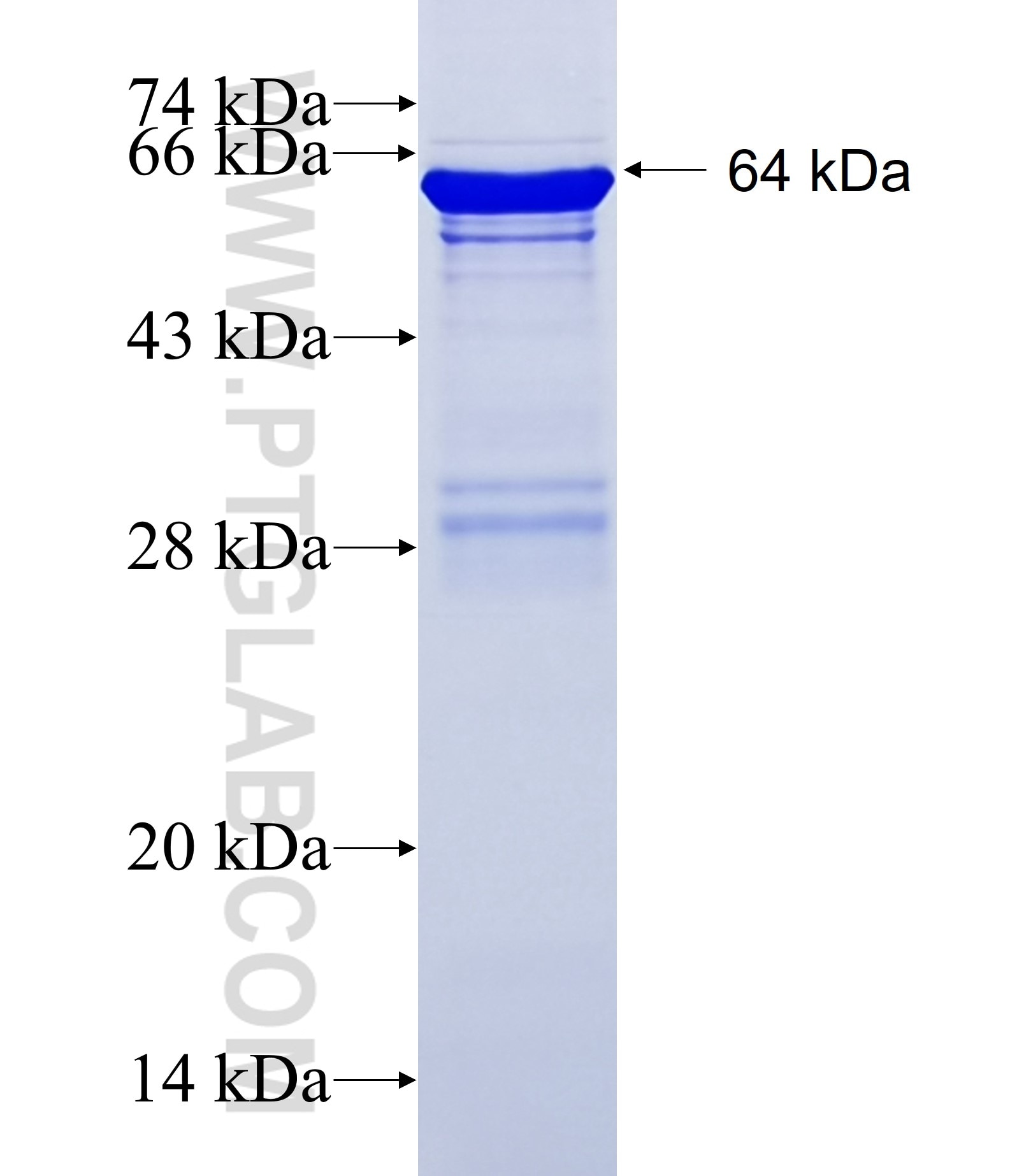 MKRN2 fusion protein Ag2881 SDS-PAGE