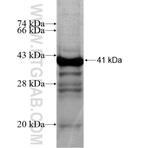 MKRN3 fusion protein Ag13167 SDS-PAGE