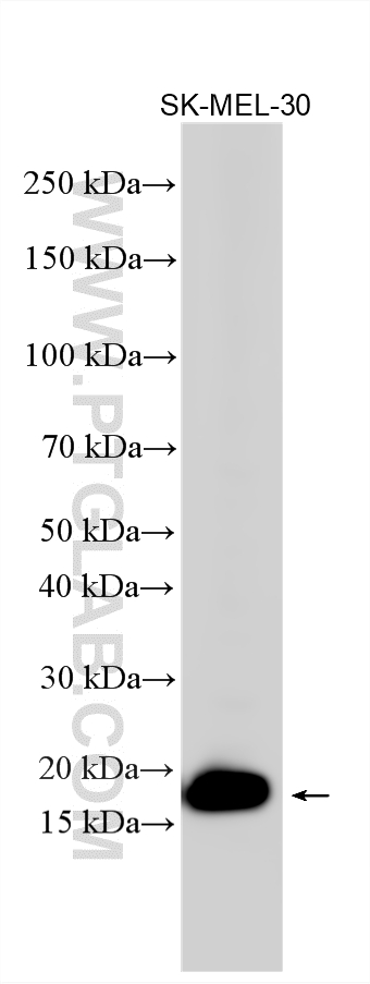 Western Blot (WB) analysis of various lysates using Melan-A Polyclonal antibody (18472-1-AP)