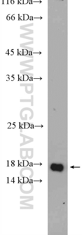 Western Blot (WB) analysis of mouse eye tissue using Melan-A Polyclonal antibody (18472-1-AP)