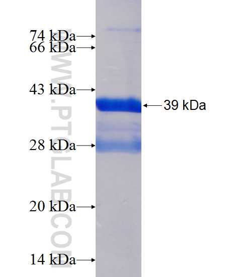 MLANA fusion protein Ag13346 SDS-PAGE