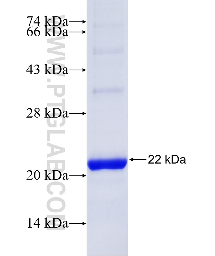 MLANA fusion protein Ag13387 SDS-PAGE