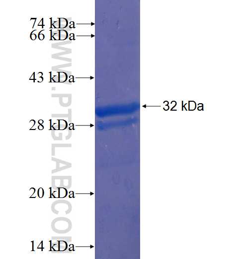 MLC1 fusion protein Ag23187 SDS-PAGE