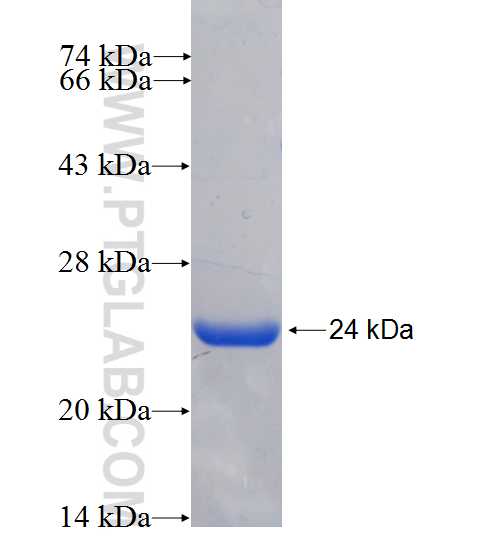 MLEC fusion protein Ag24367 SDS-PAGE